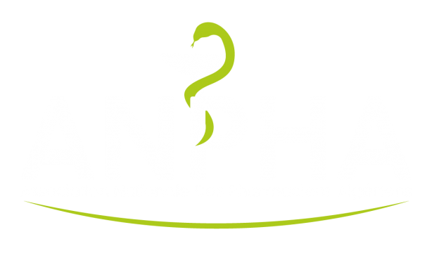 Actualités – Anpha